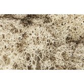 WS LICHEN -NATURAL