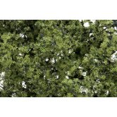 WS FINE-LEAF FOLIAGE LT GRN