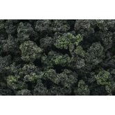 WS BUSHES CLUMP-FOL.FOR.BLND