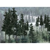 WS TREES PINE 4-6IN